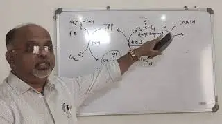 PDH Complex and its role