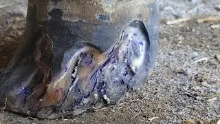 whiteline disease/seedy toe repair