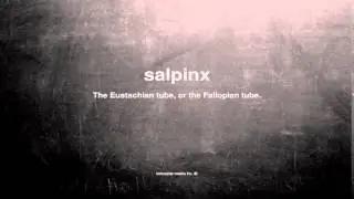 What does salpinx mean