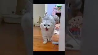Funny cat yawning sound