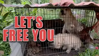 The Challenges Of Saving 2 Caged Dogs In Thailand