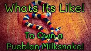 What it's like Owning a Pueblan Milksnake!