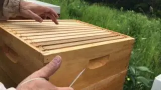 Beekeeping problems. Found some moisture in the hive. Bees not making honey