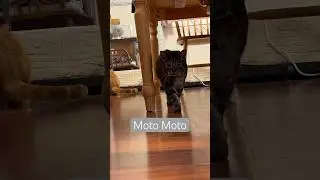 #chernobylthecat#chernyandtigo#cats#cat#catshorts#catvideos#funny#cute#cuteanimals#happy#catsofinsta