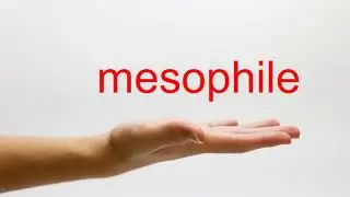 How to Pronounce mesophile - American English