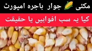 Maize rate // maize import//  مکئی امپورٹ پاکستان 2025