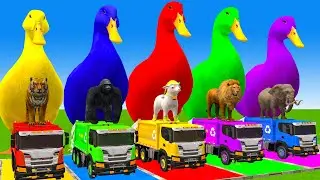 5 Giant Duck Cartoon,Cow,Elephant,Tiger,Lion,Dinosaur,Paint Wild Animals Crossing Fountain Animation