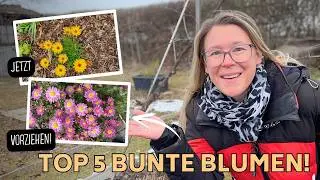 Meine Top 5 bunten Sommerblumen 2026 &ndash; JETZT vorziehen & den ganzen Sommer Farbe haben! 🌻🐝