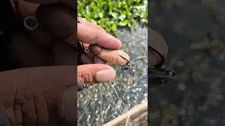 Soft frog aneh by RZ lure, 4,5cm 7gram #mancing #shorts