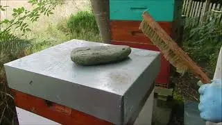 Récolte de miel en Bretagne le 20 aout 2024 miel d'exception le miel du druide abeille noire local