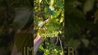 A grape and an imposter! #foraging