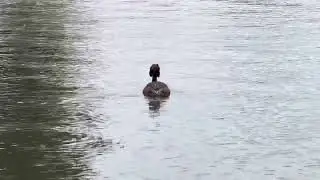 A great crested grebe at the Verulamium Park