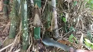 Pulang kebun mencari Rebung bambu untuk di buat rebung kering.#10  @Titikdesa0496 