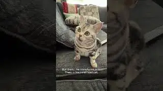 Why Cats Act the Way They Do? #cats #catbehavior #catviral