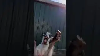 【※沒有在模仿】NAAAAA~~~【伏尼狐狸】#memes #shorts #short