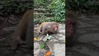 Poor old monkey try live see baby