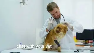 Dog Ear Cleaning Guide