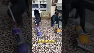 🤣🤣🤣Monkey Cleaning Service🤣🤣🤣#shorts #monkeys