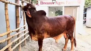 #galard&atilde;o #beautiful #bull #teeth 🦷🦷 #collection #dreams_agro_farm