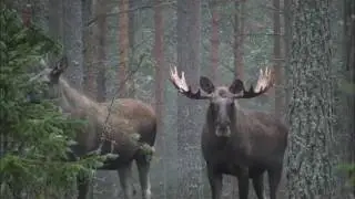 Älgoxe ca 20 taggar