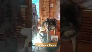 Этнопарки Ямала. #ямал #yamal #north #russia #dog #wolf #рек #animals #shorts #travel #рекомендации
