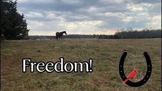 Freedom! Horse finally gets off stall rest.