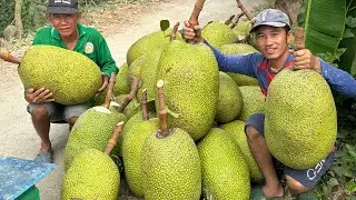 Thu Hoạch Mít Thái Toàn Trái Siêu Khủng Sách Đi Không Nổi.Góc Làng Quê#1117