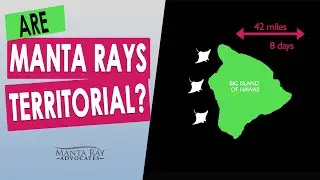 Are manta rays territorial?
