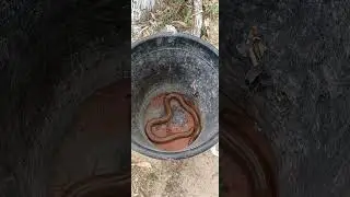 Two headed Red Sand Boa snake worth 2crore