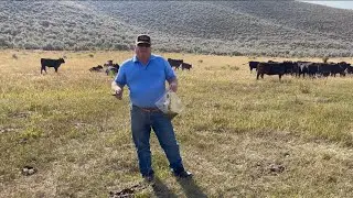 Implementing Ag Research - Using DNA to Determine Livestock Forage Consumption
