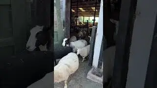 Greetings and good evening it&rsquo;s the Tuesday sheep rush hour #sheeprushhour #tuesdayevening #rushhour