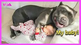 🐶👶 Большие собаки защищают младенцев, как своих малышей! 🤣 Самые смешные реакции собак!