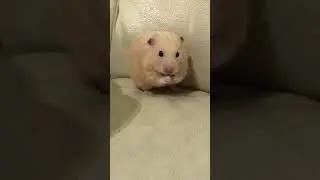 The hamster is washing his face🐹❤️