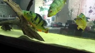 Cichla Ocellaris