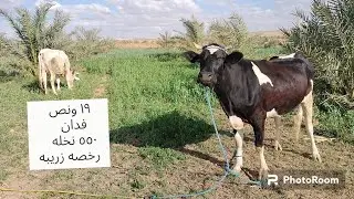 ارض زراعيه للبيع١٩ونص فدان ٥٥٠ نخله في الوادي الجديد الخارجه للاستفسار ٠١٠٠٧٢٧٨٢٤٢