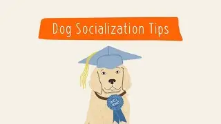 Dog Socialization Tips | Pet Parenting 101