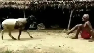 Best Fight old man and sheep