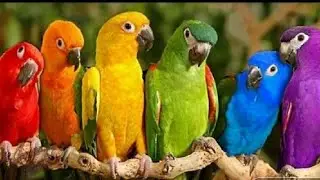 forest Birdsong- relaxing nature  saund- bird chipping - real time No Loop 3.50 minutes video 1080p