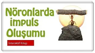 Nöronlarda İmpuls Oluşumu #sayfa 14