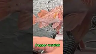Pnw rock fish #fishing #fish #shorts #short #fyp #trending #oregon #pnw #water #rockfishing