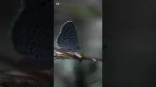 #viral #nature #macroperfection #insectlovers
