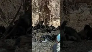 Watching this amazing pack of African Wild Dogs is one of the highlights of my year! 🐶🌍