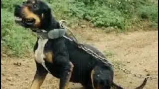 Pure Grch Mayday /Hollingsworth don’t produce these dogs!!!