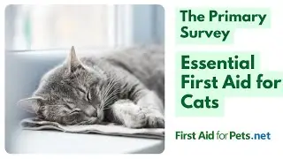 Life-Saving First Aid: The Primary Survey for Cats Explained