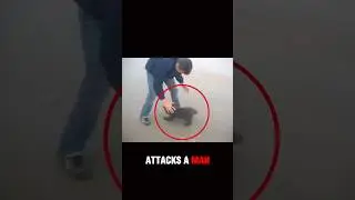 Baby Bear Attacks a Man 🐻