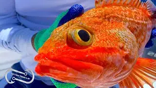 BLACK BELLIED ROSEFISH - CATCH COOK AND EAT - IN THE FINE FAMILY TOP 3 FAVORITE FISH!!