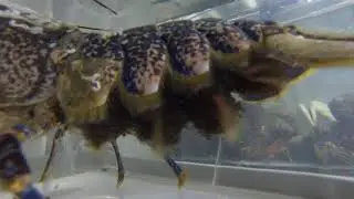 Lobster pleopod waving and larvae