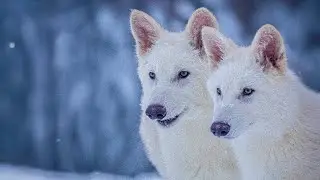 Texas-based research company brings the dire wolf back to life after 12,000 years