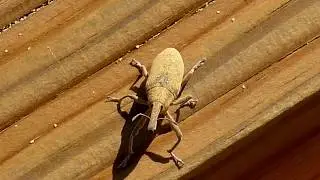 Weevil - Snuitkever