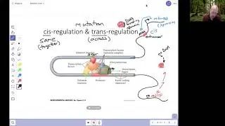 Developmental Genetics 3